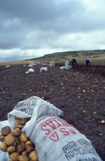La récolte de pommes de terre